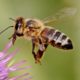 Honeybee Losses Reach 60 Percent