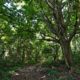 Loudoun’s Future State Park in Jeopardy