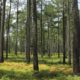 You Can Help Restore Virginia’s “Founding Forest”