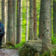 Changes in the Blue Ridge Forests: heat, weather, bugs, and people