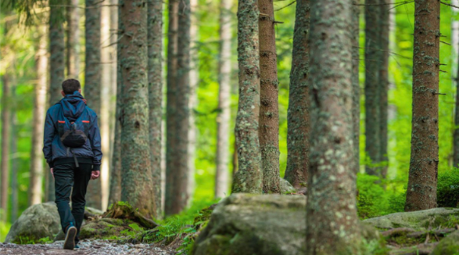 Changes in the Blue Ridge Forests:  heat, weather, bugs, and people