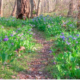 Happenings Around the Blue Ridge