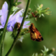Happenings Around the Blue Ridge – July 20, 2023