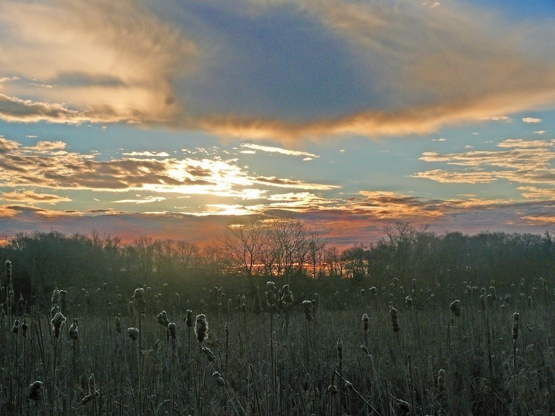 Loudoun wetland by Larry Meade