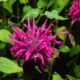 April 12 – Seven Bends Nursery Grand Opening