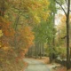 Expanding Local Authority to Preserve the Tree Canopy