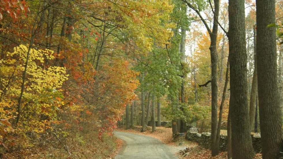 Tree Camopy 2 2-19-26 tree canopy