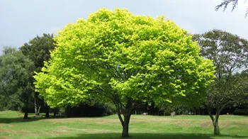 Tree Canopy