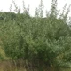 Help Enact Virginia Legislation to Control Invasive Plants