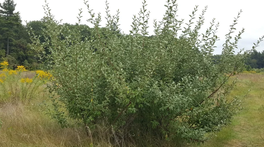 Help Enact Virginia Legislation to Control Invasive Plants